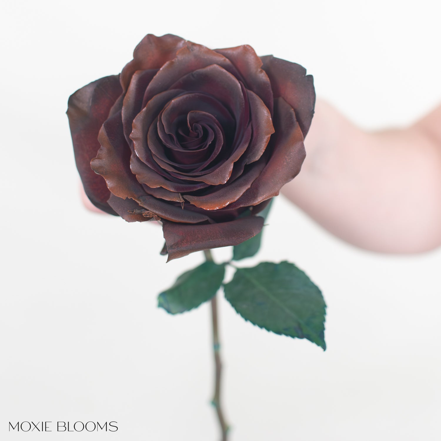 Chocolate Novelty Rose, image size:1500x1500