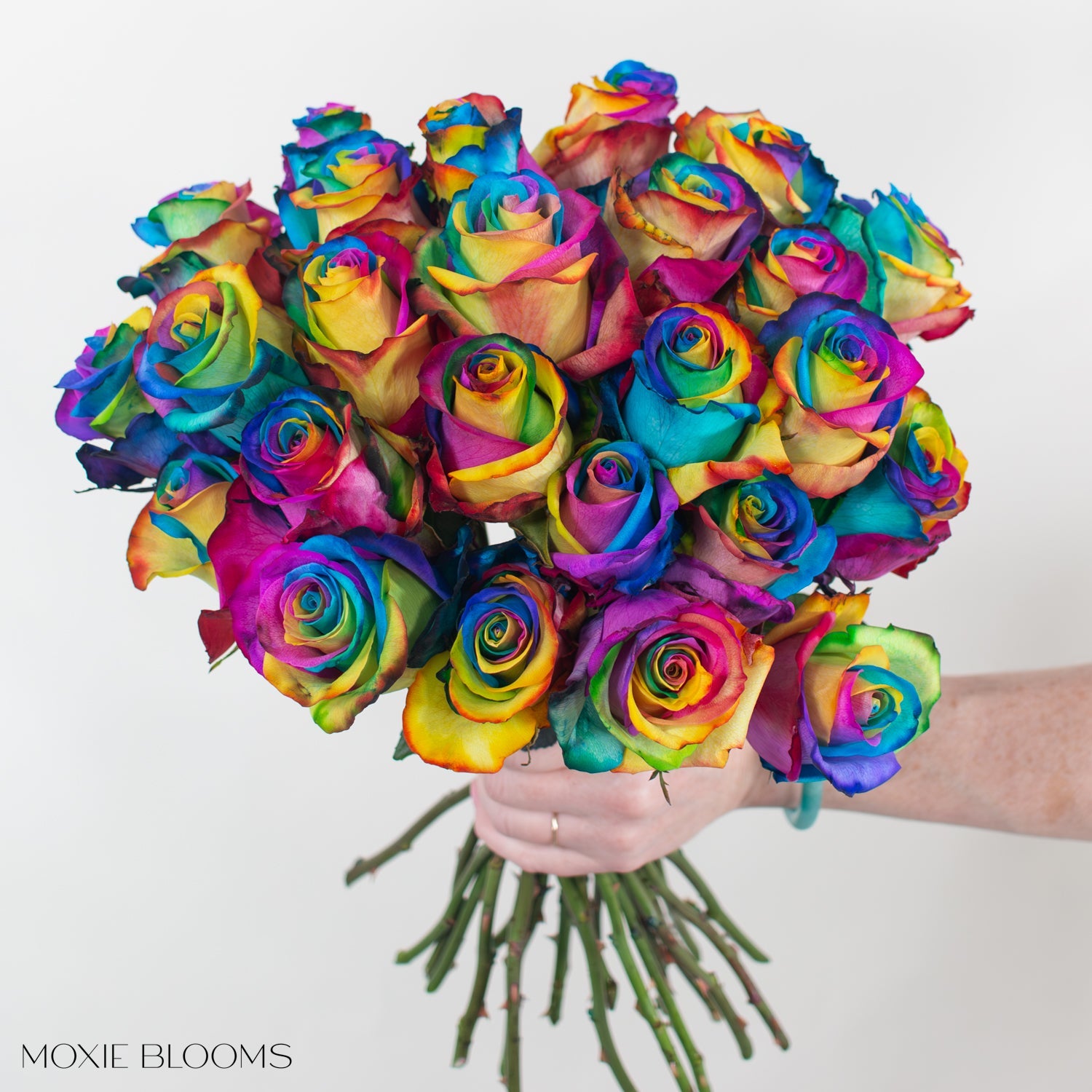 rainbow pride rose