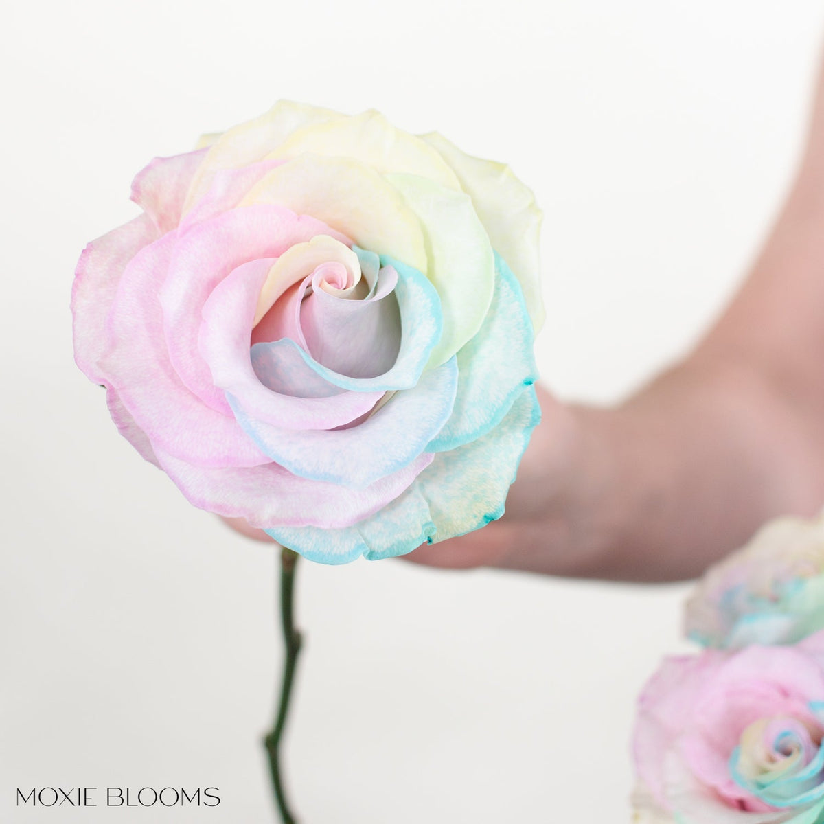 Fun Roses Novelty Roses | Flower Moxie | Roses for DIY Wedding