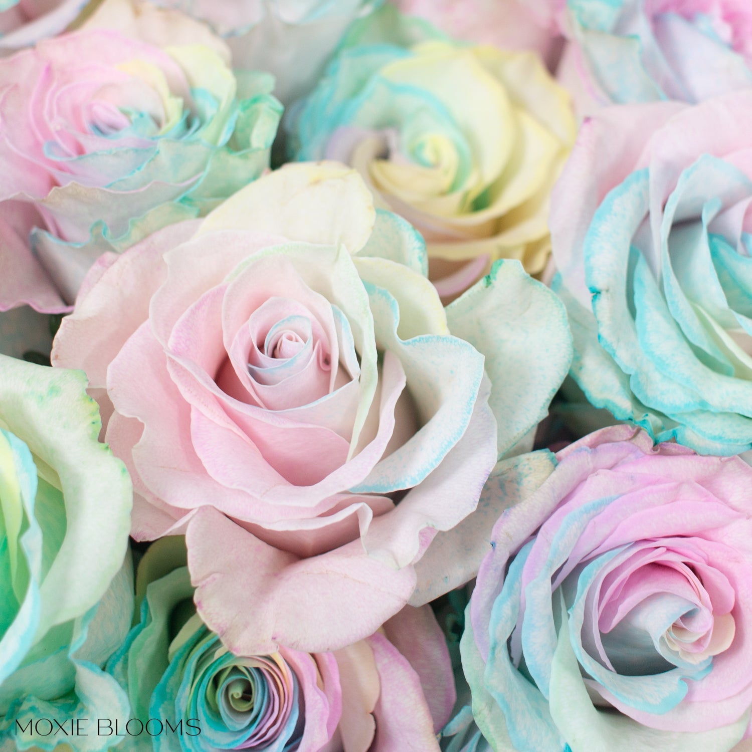 rainbow pastel rose
