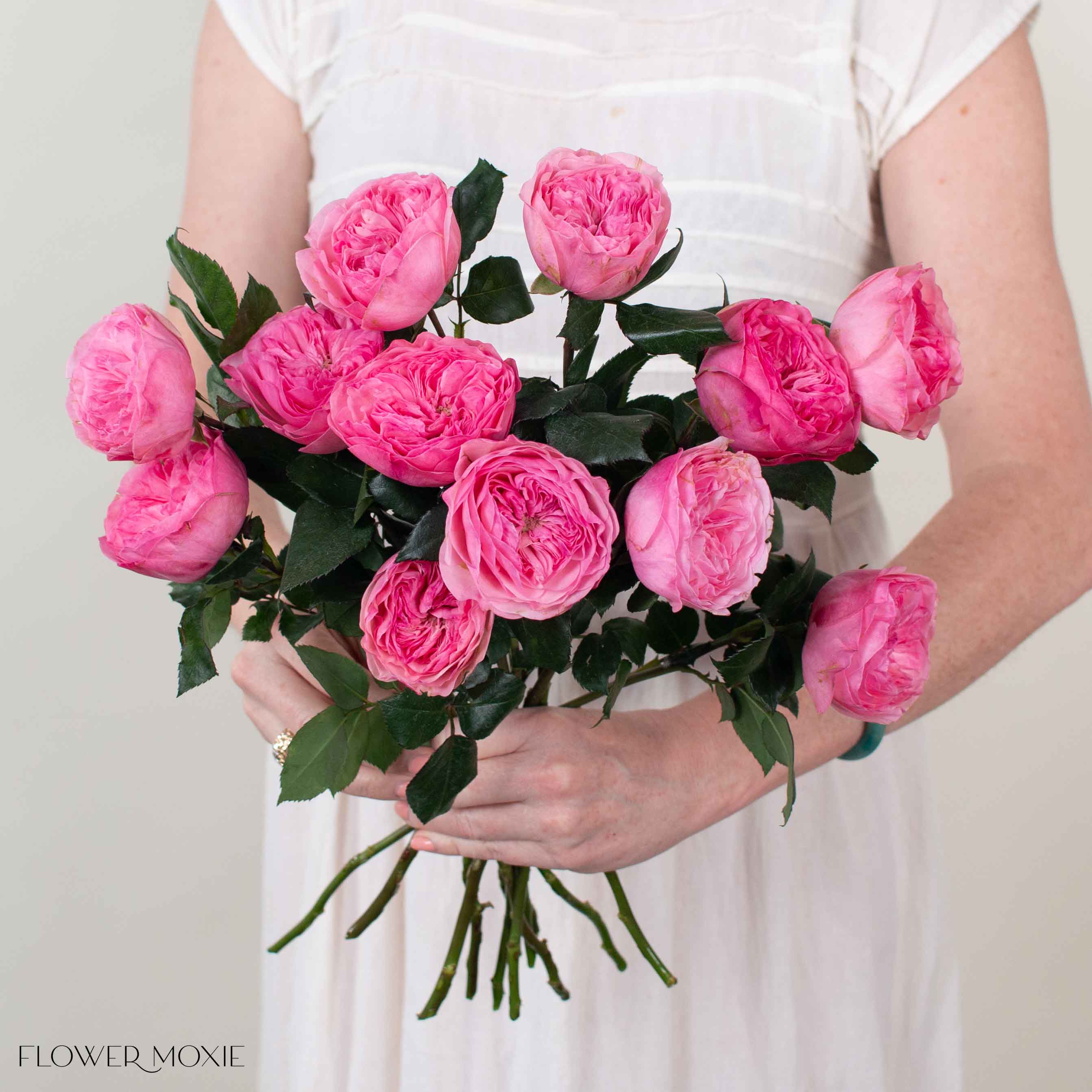 Pink Mariatheresia Garden Rose