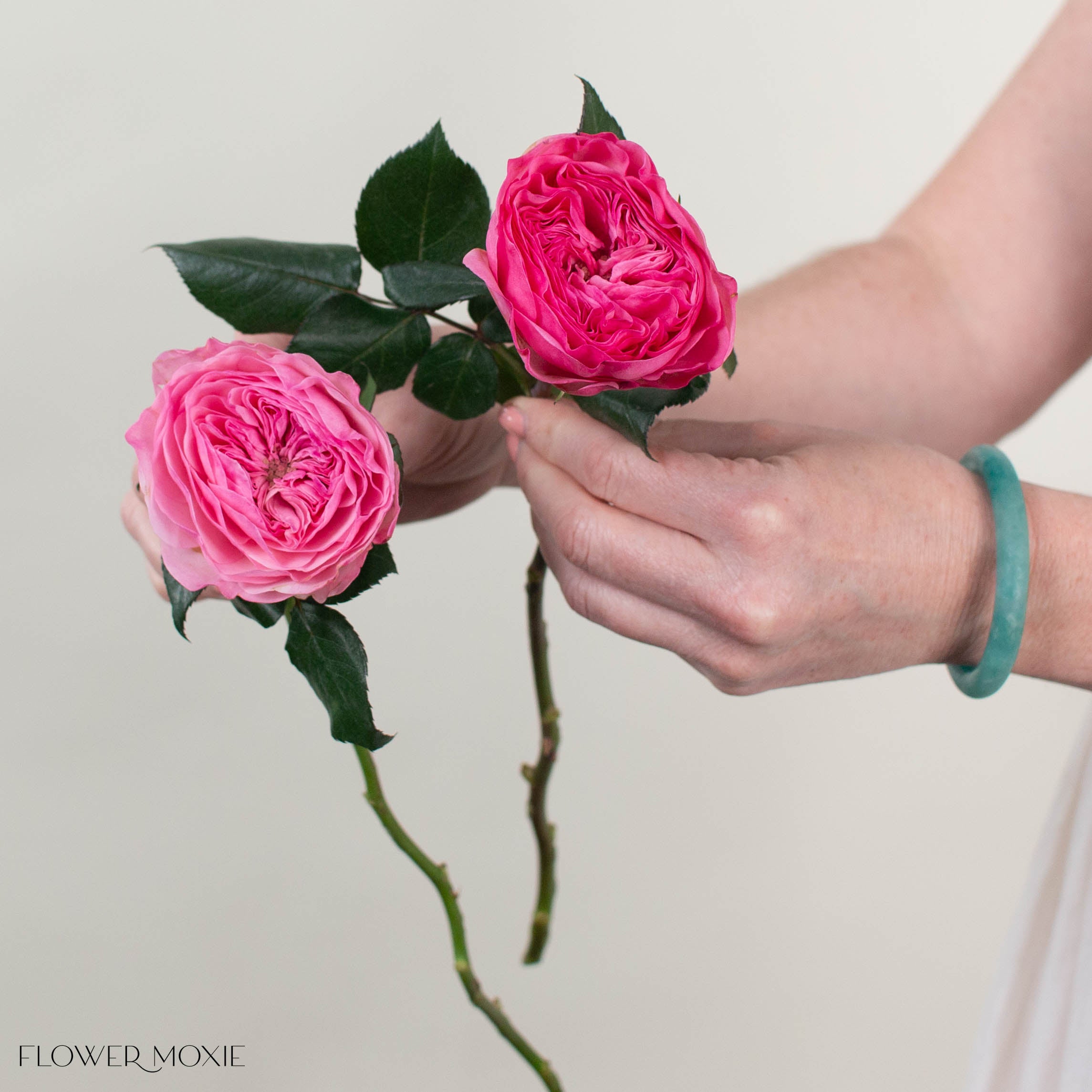 Pink Mariatheresia Garden Rose