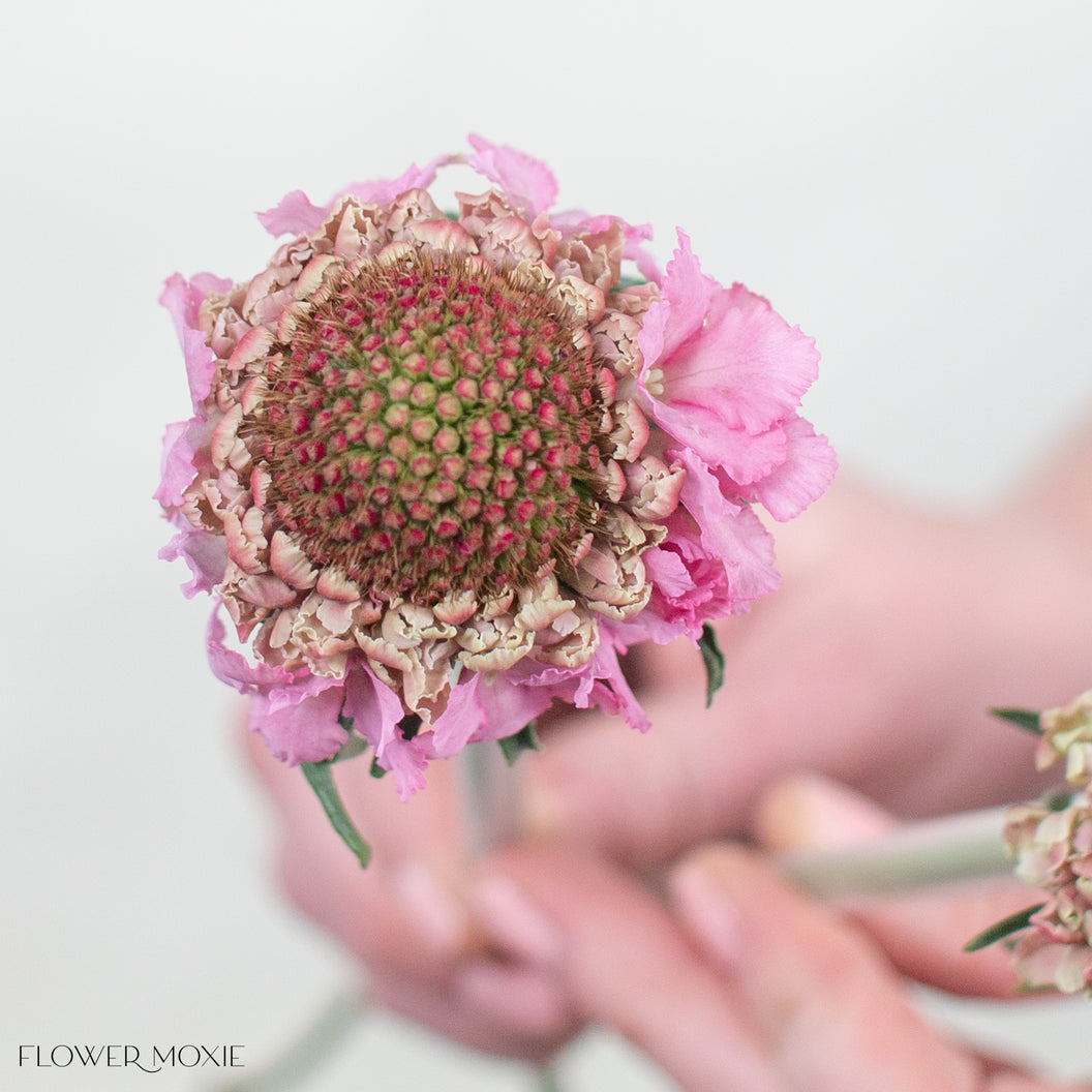 Scabiosa Wedding Flowers | DIY Wedding Flowers | Flower Moxie