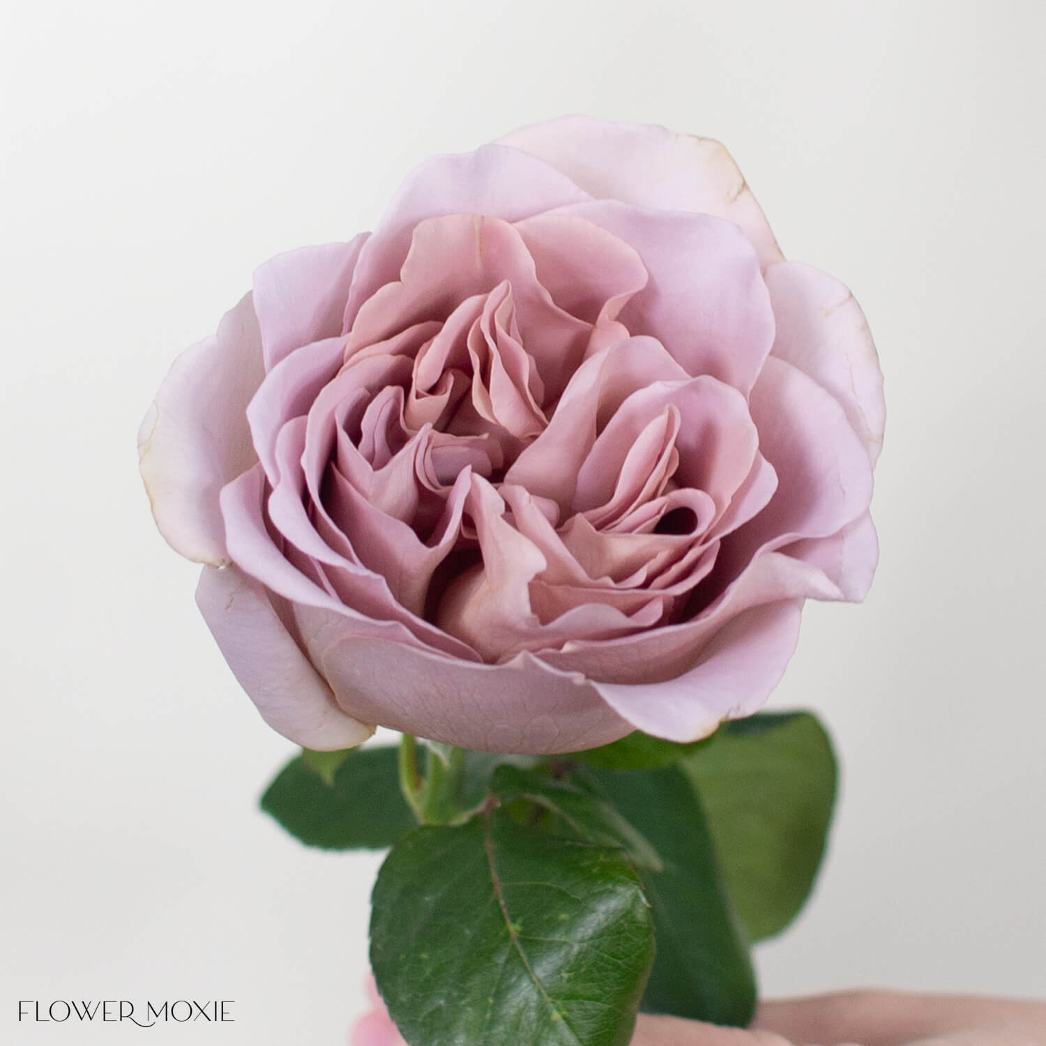 Cafe Latte Mauve Wedding Garden Roses