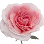 Mayra's Bridal Pink Garden Rose