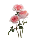 Mayra's Bridal Pink Garden Rose