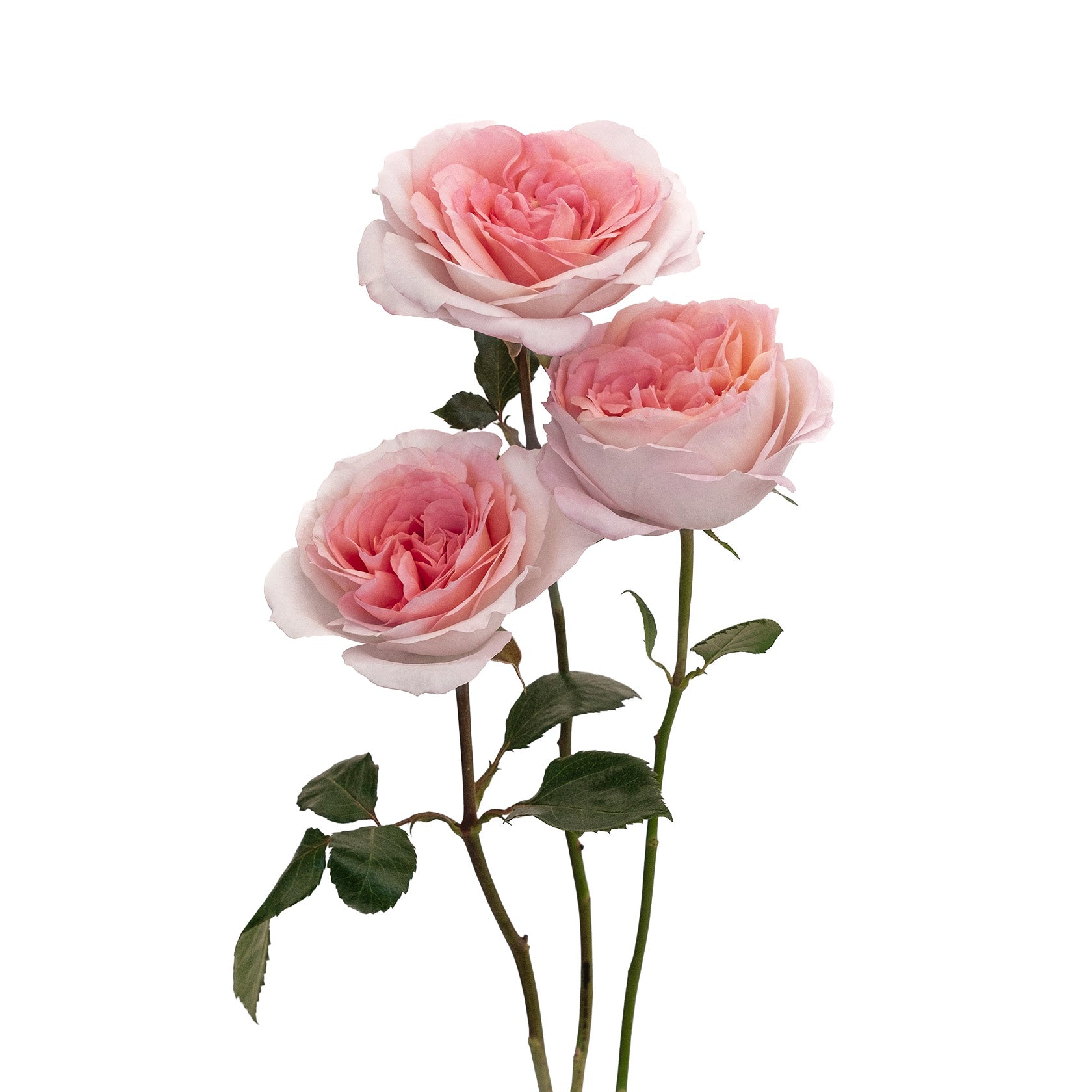 Mayra's Bridal Pink Garden Rose