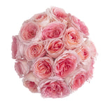 Mayra's Bridal Pink Garden Rose