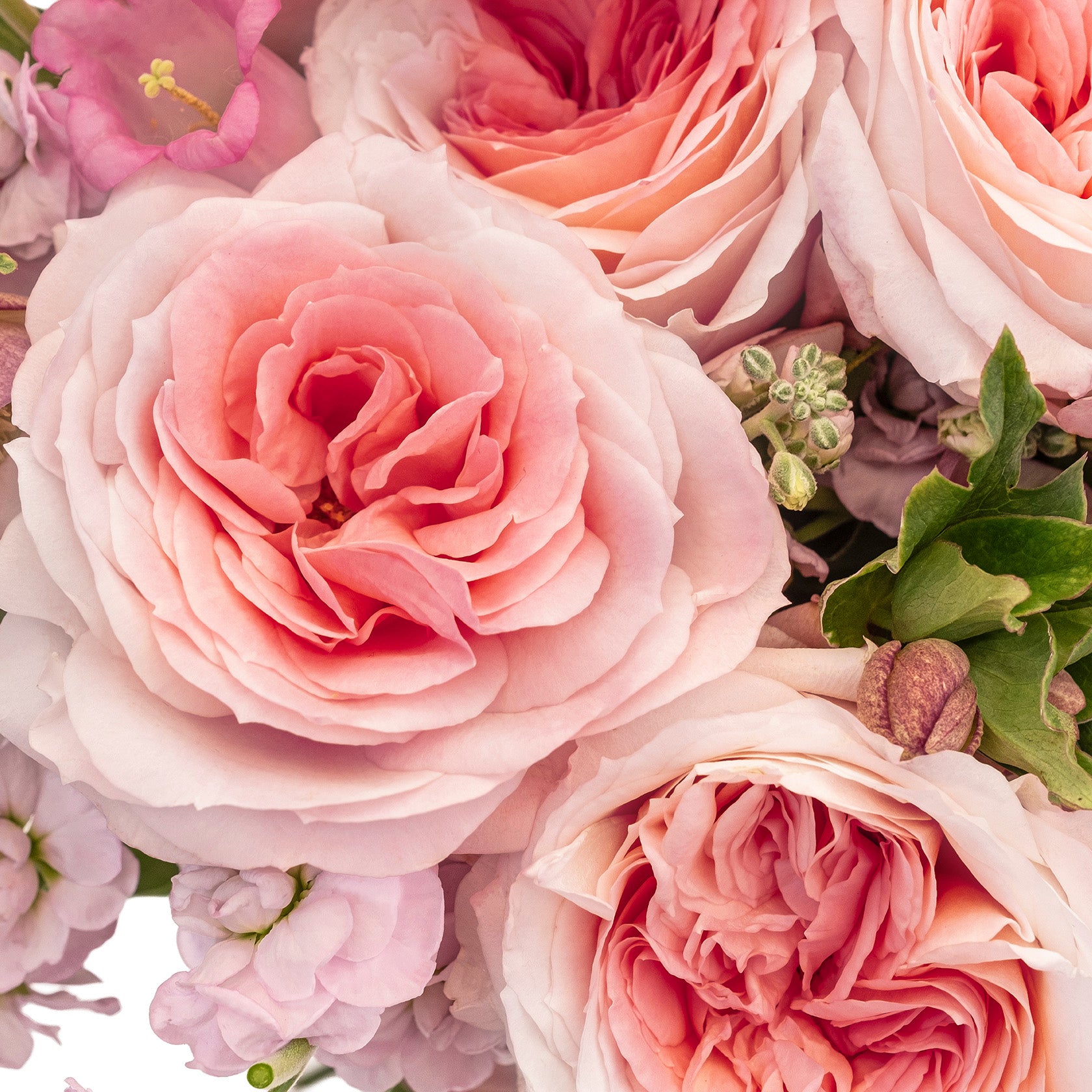 Mayra's Bridal Pink Garden Rose