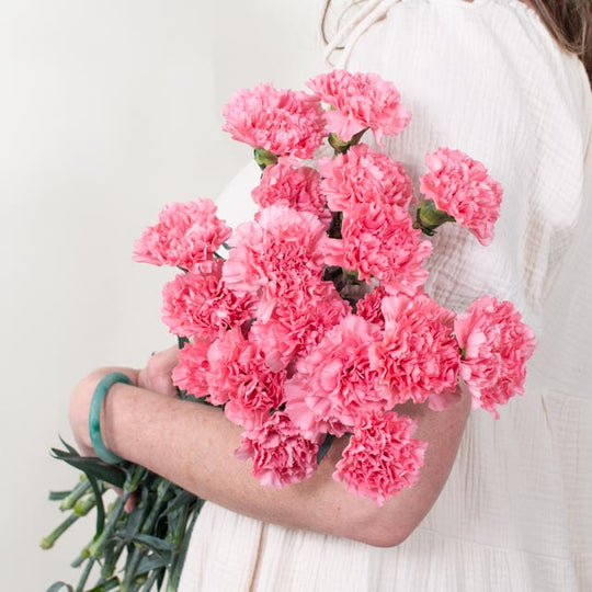 Pink Carnations | Bulk Fresh DIY Wedding Flowers | Flower Moxie 50 Stems