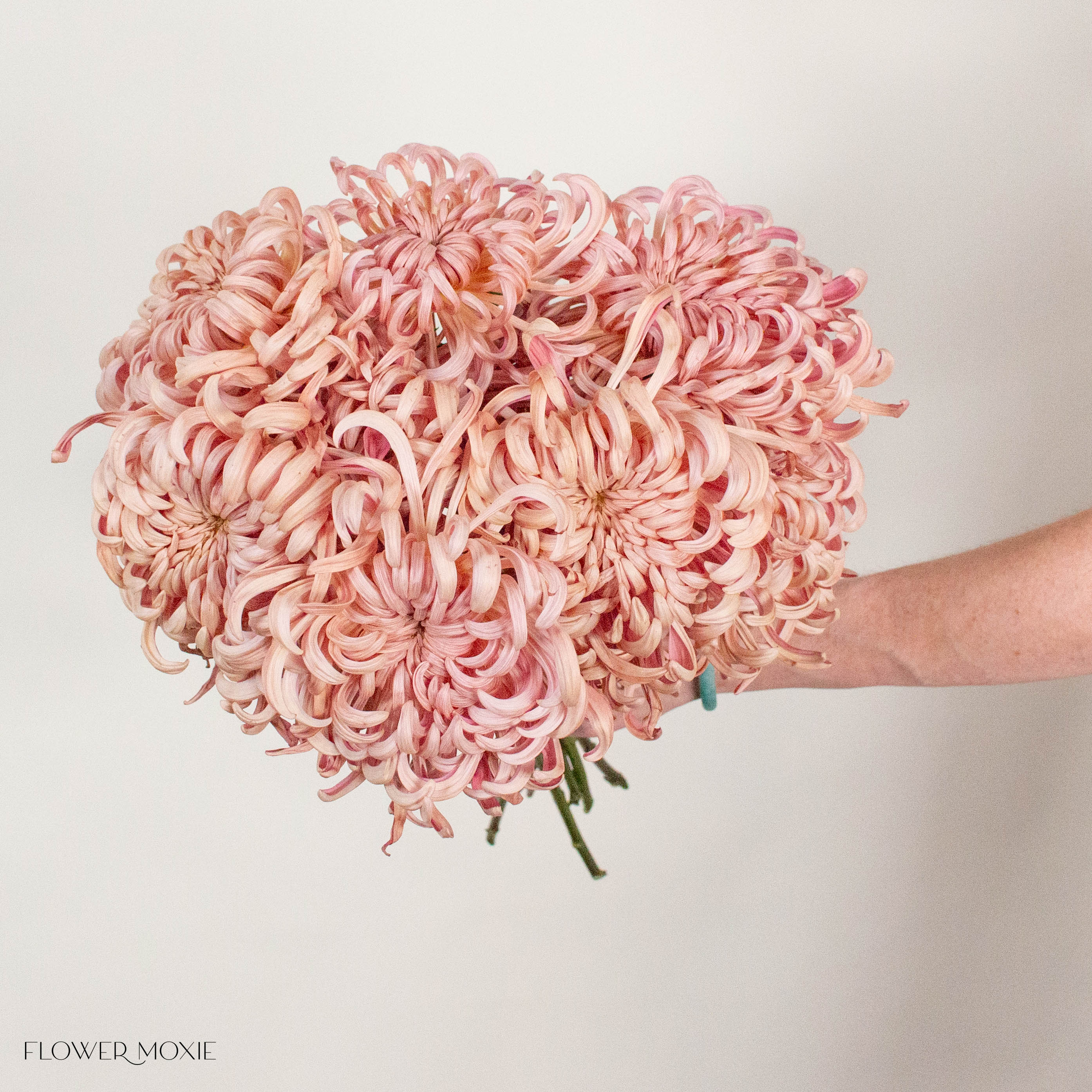 Peach Medusa Cremone Flower