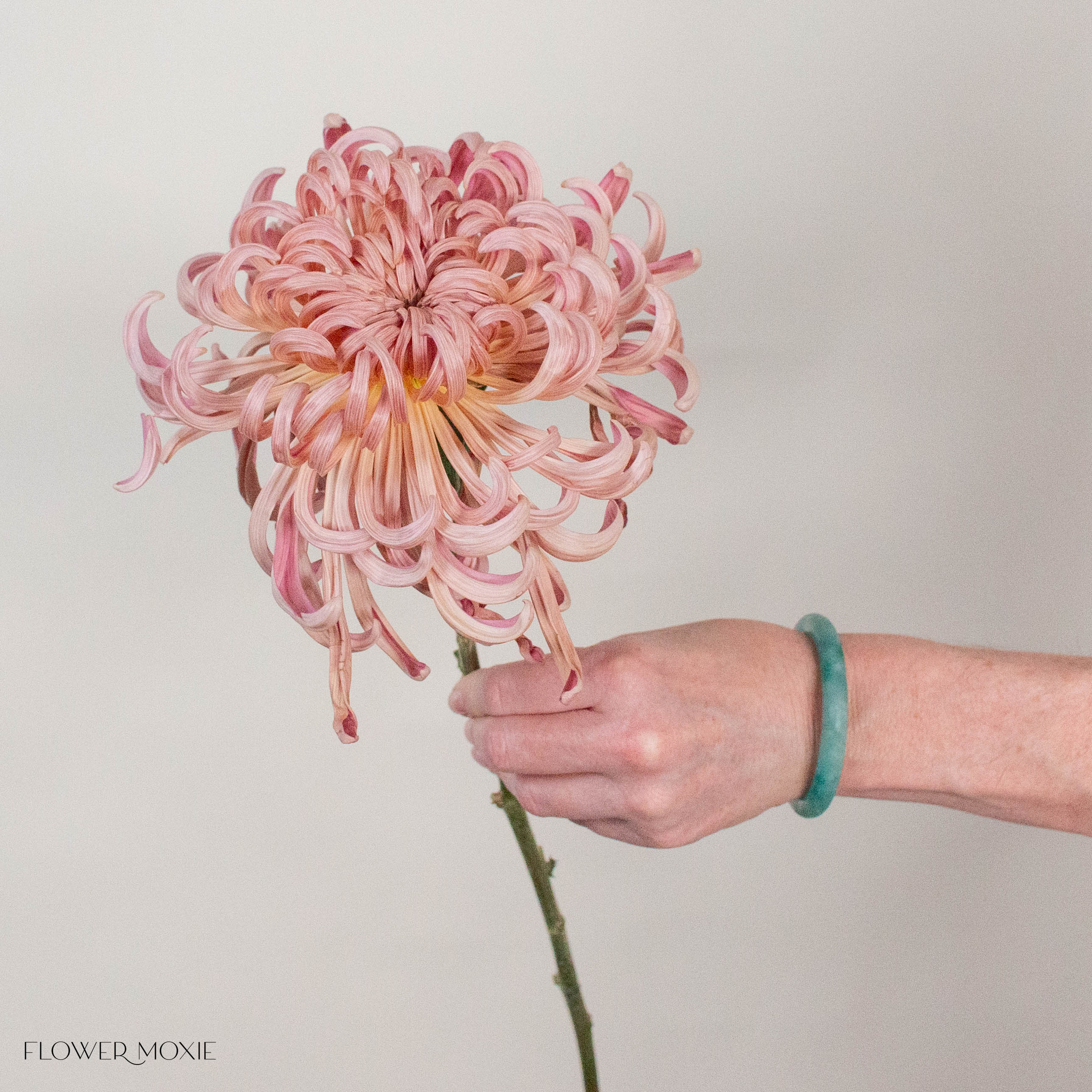 Peach Medusa Cremone Flower
