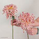 Peach Medusa Cremone Flower