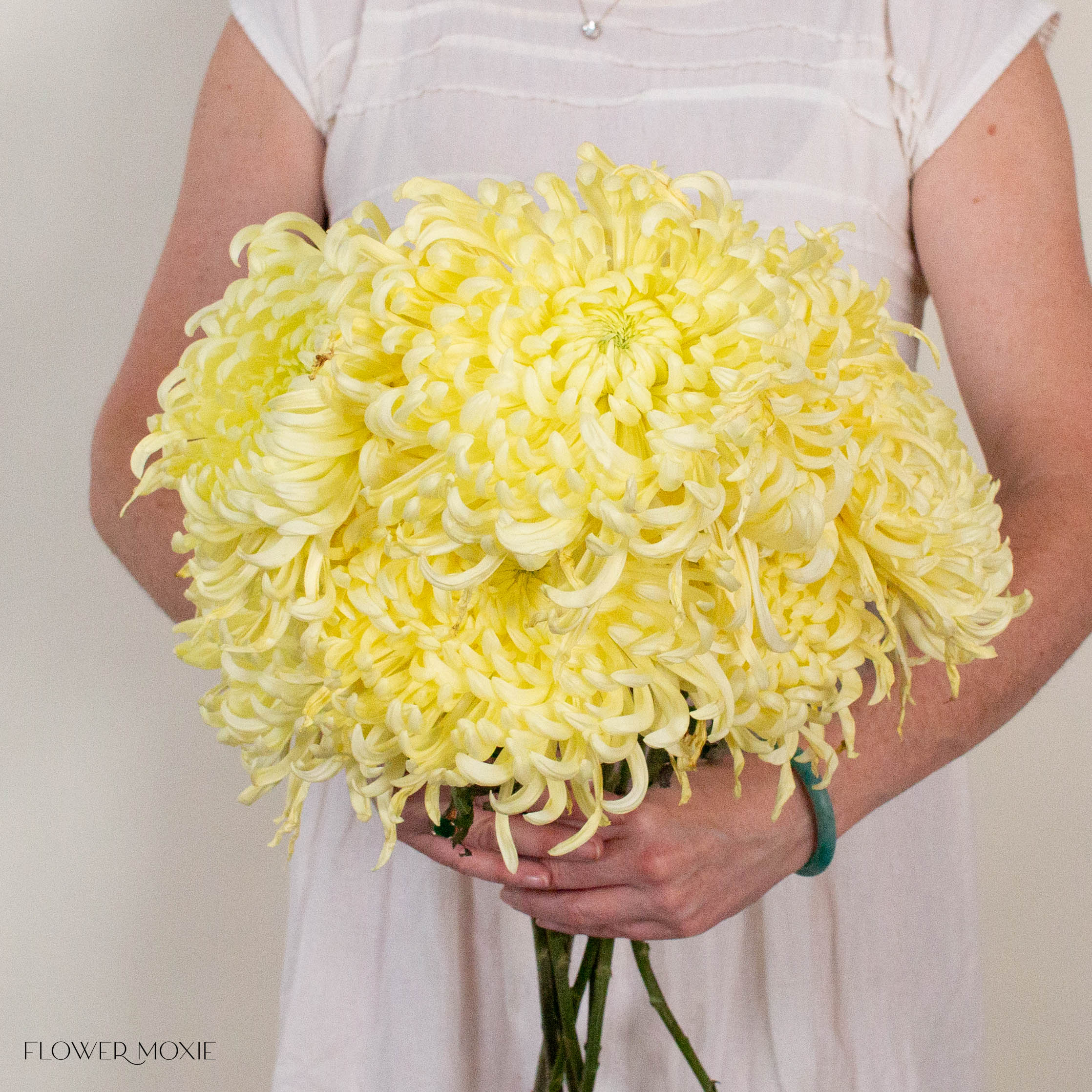 Butter Yellow Medusa Cremone Flower