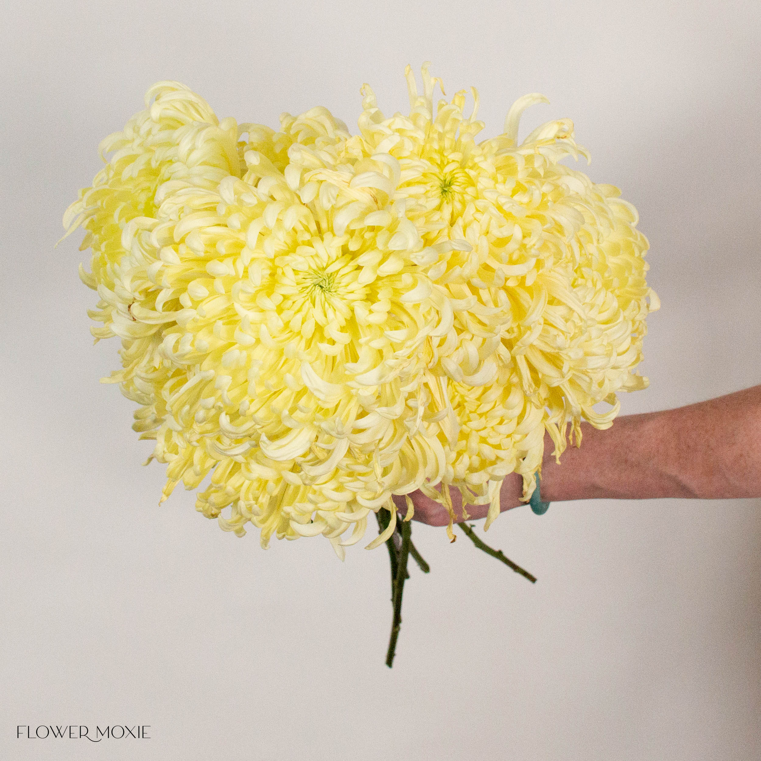 Butter Yellow Medusa Cremone Flower