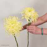 Butter Yellow Medusa Cremone Flower