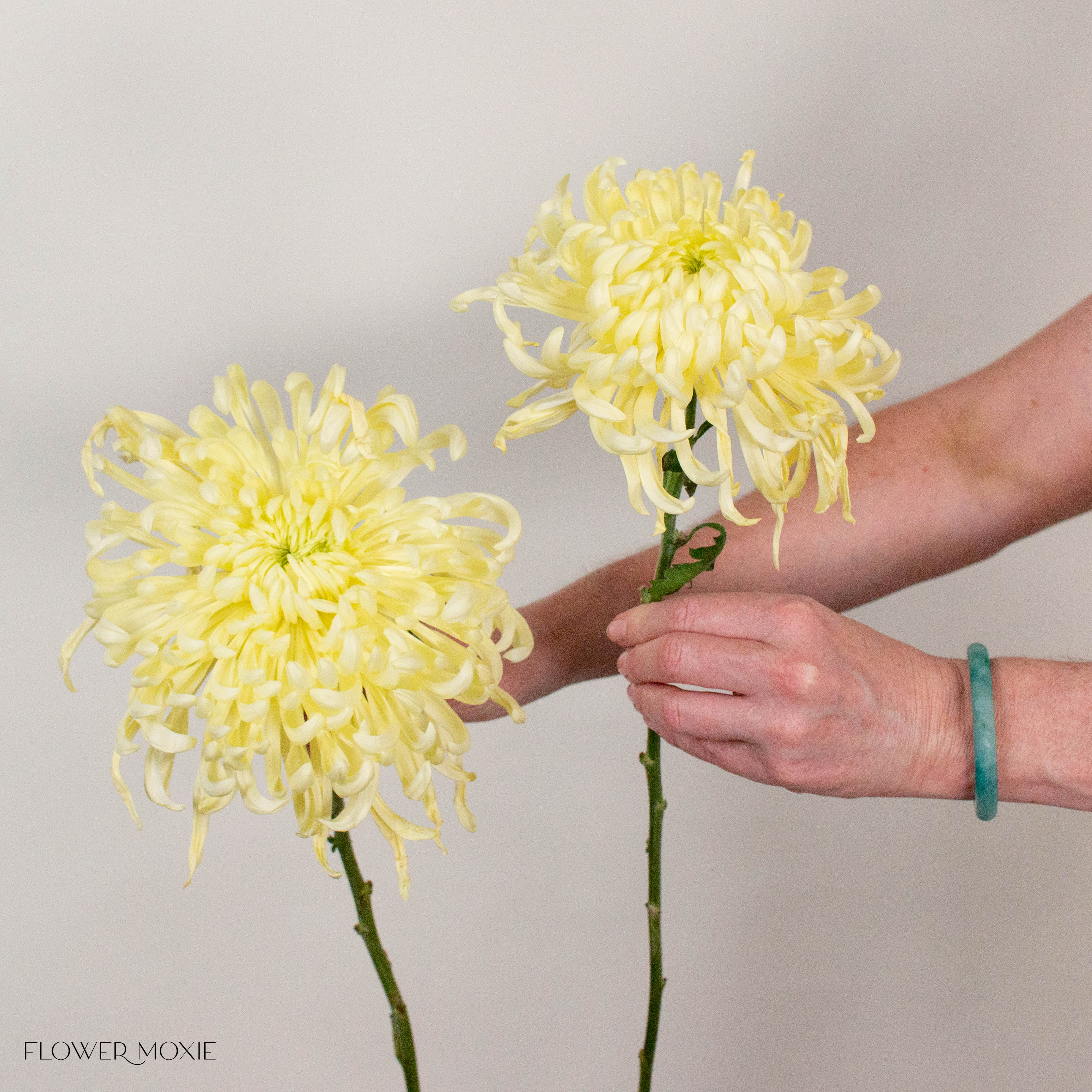 Butter Yellow Medusa Cremone Flower