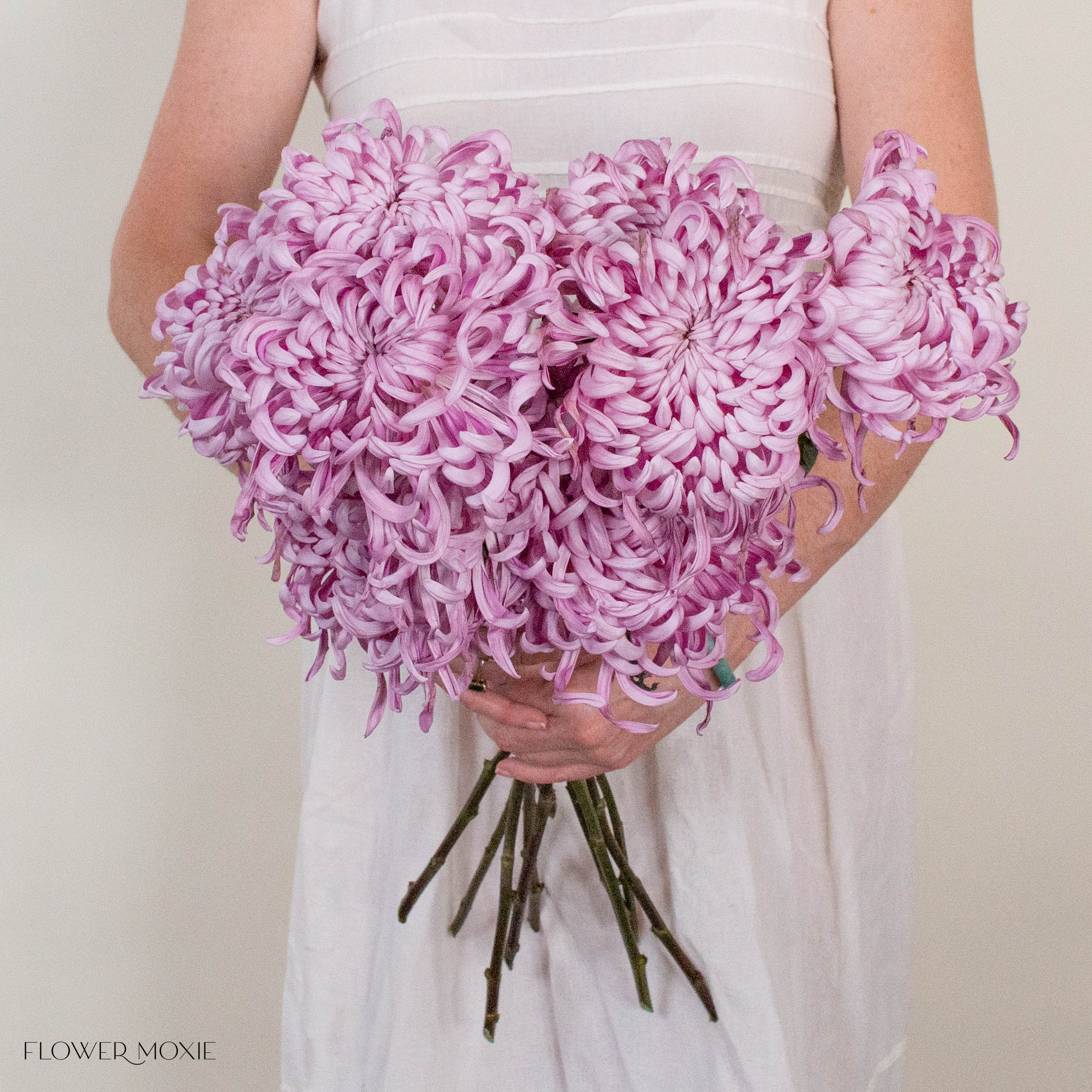 Lavender Medusa Cremone Flower