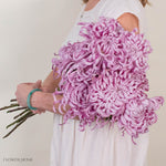 Lavender Medusa Cremone Flower