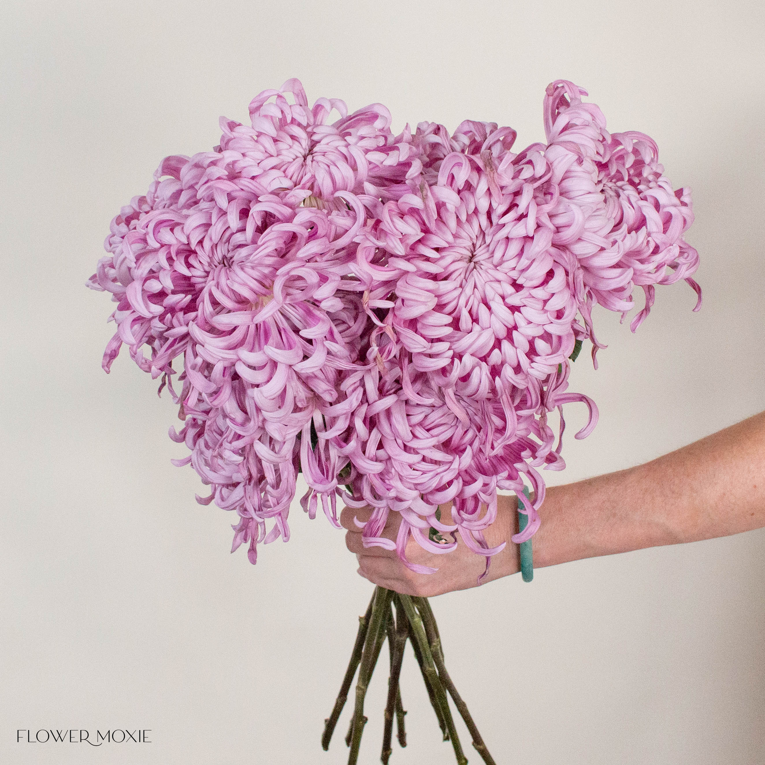 Lavender Medusa Cremone Flower