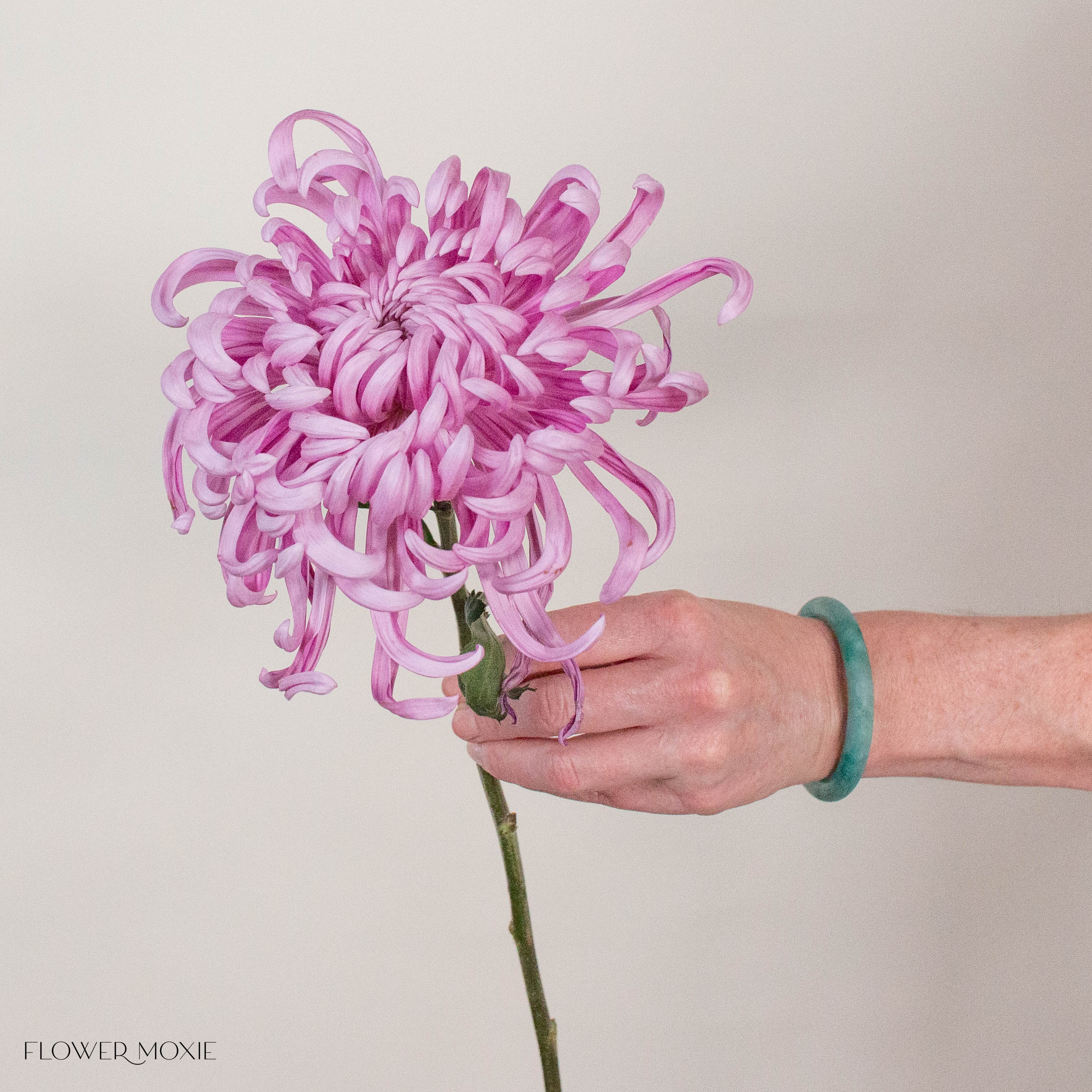 Lavender Medusa Cremone Flower