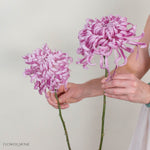Lavender Medusa Cremone Flower