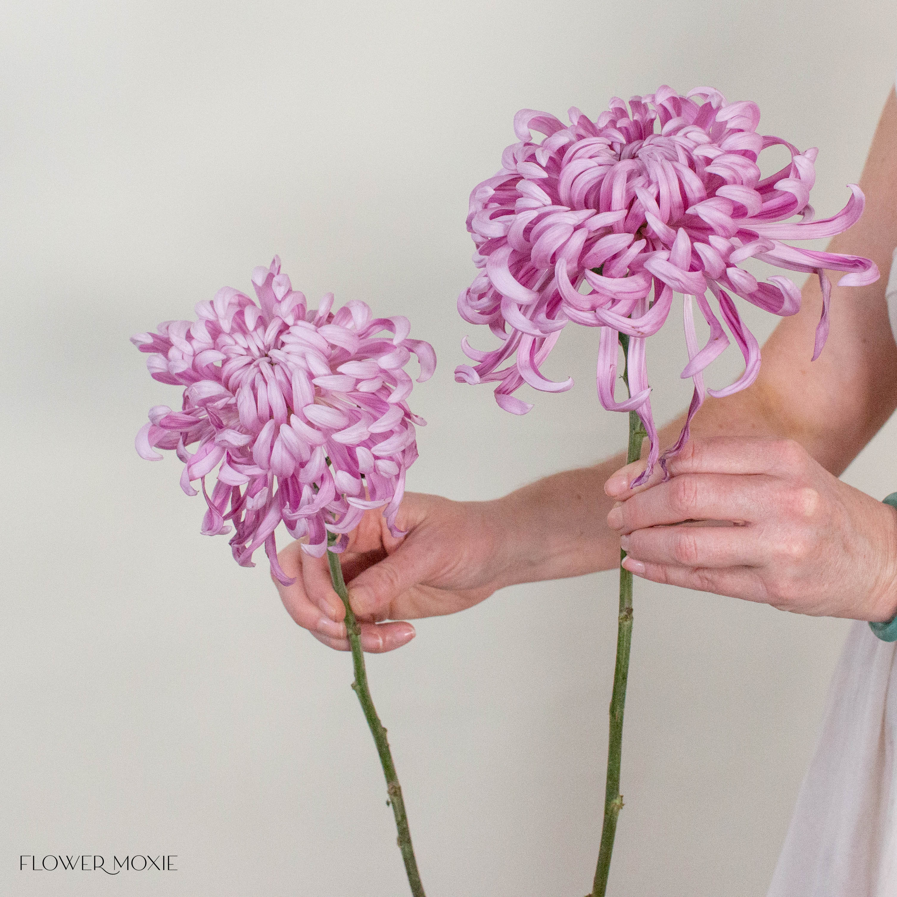 Lavender Medusa Cremone Flower