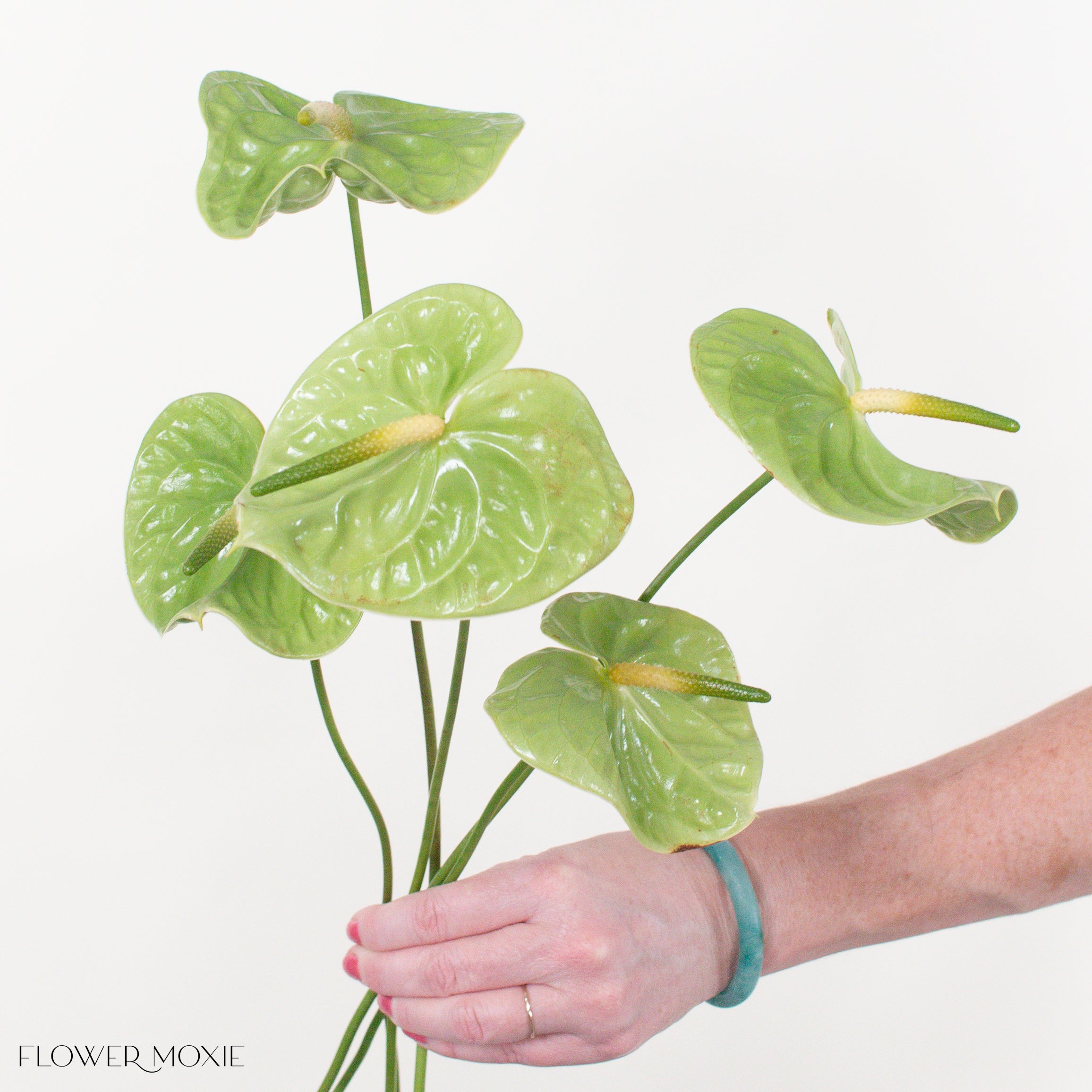 Midori Green Anthurium - DIY Flowers | Free Shipping with Flower Moxie
