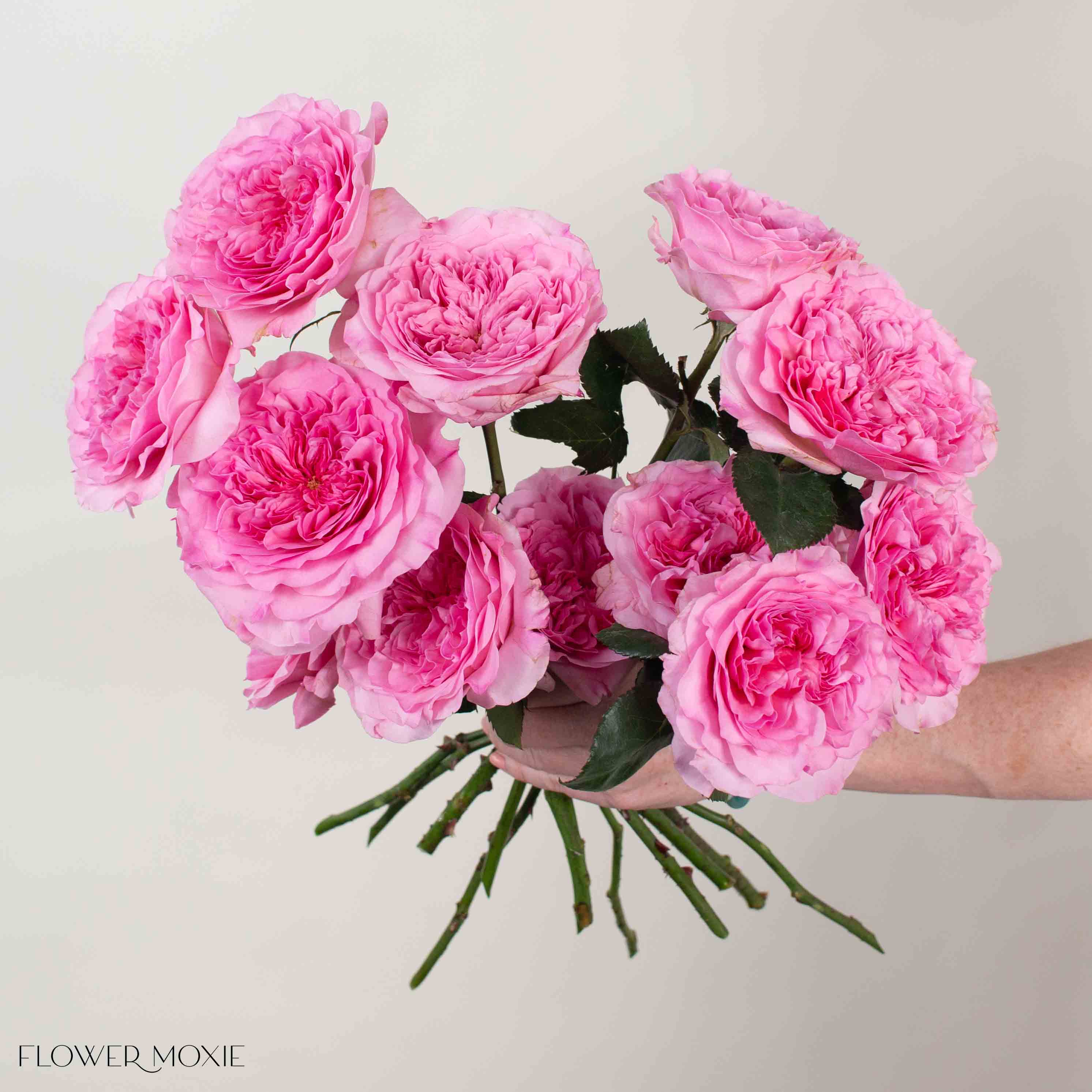 Pink Millicent David Austin Garden Rose
