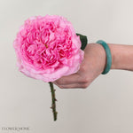 Pink Millicent David Austin Garden Rose
