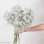 Small Million Star Baby’s Breath Flower

