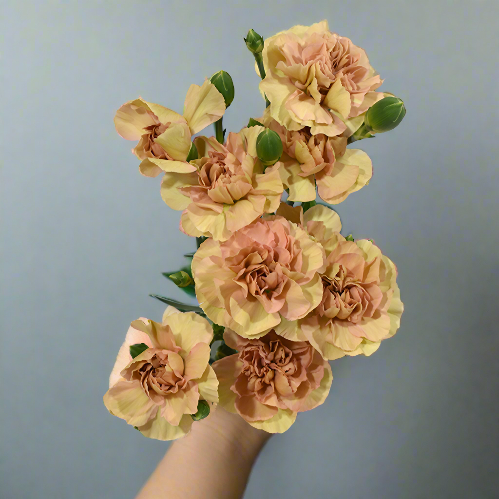 Bulk Terracotta Mini Carnations