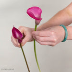 Pink Mini Calla Lily Flower
