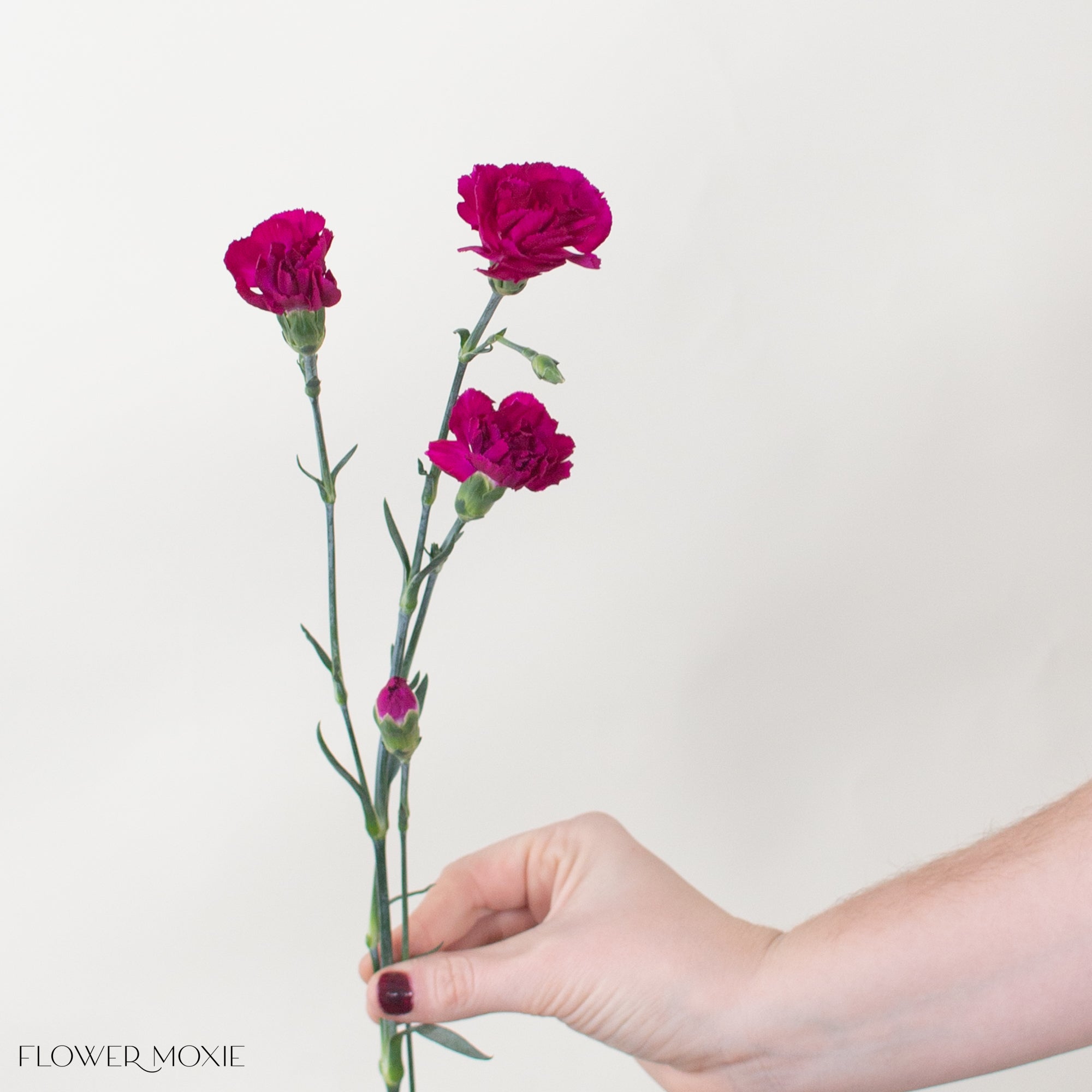 Fuchsia Mini Carnations | DIY Wedding Flowers | Flower Moxie