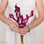 Cranberry Mini Calla Lily Flower
