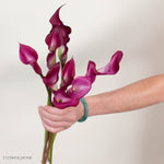 Cranberry Mini Calla Lily Flower
