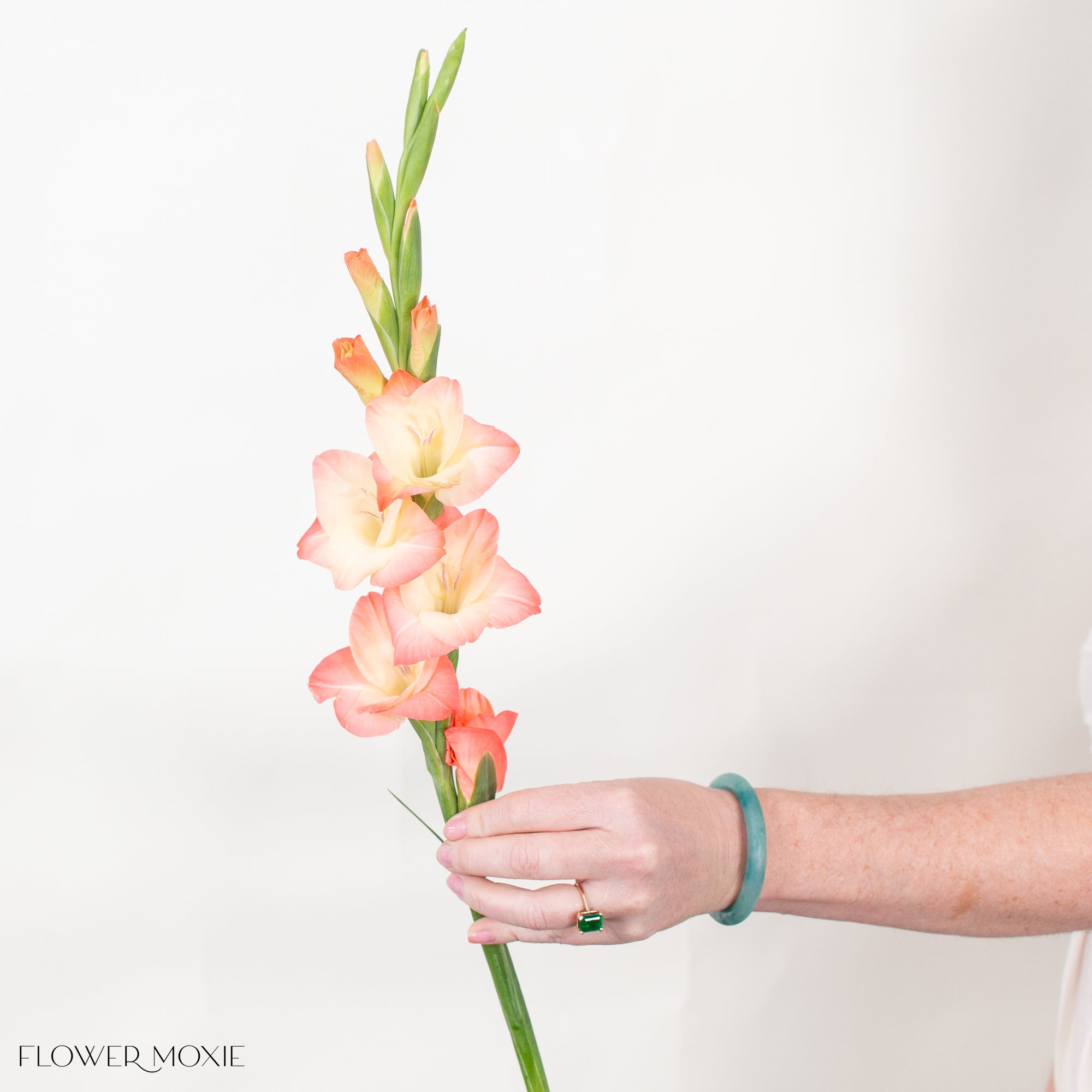 Peach Mini Gladiolus Flower