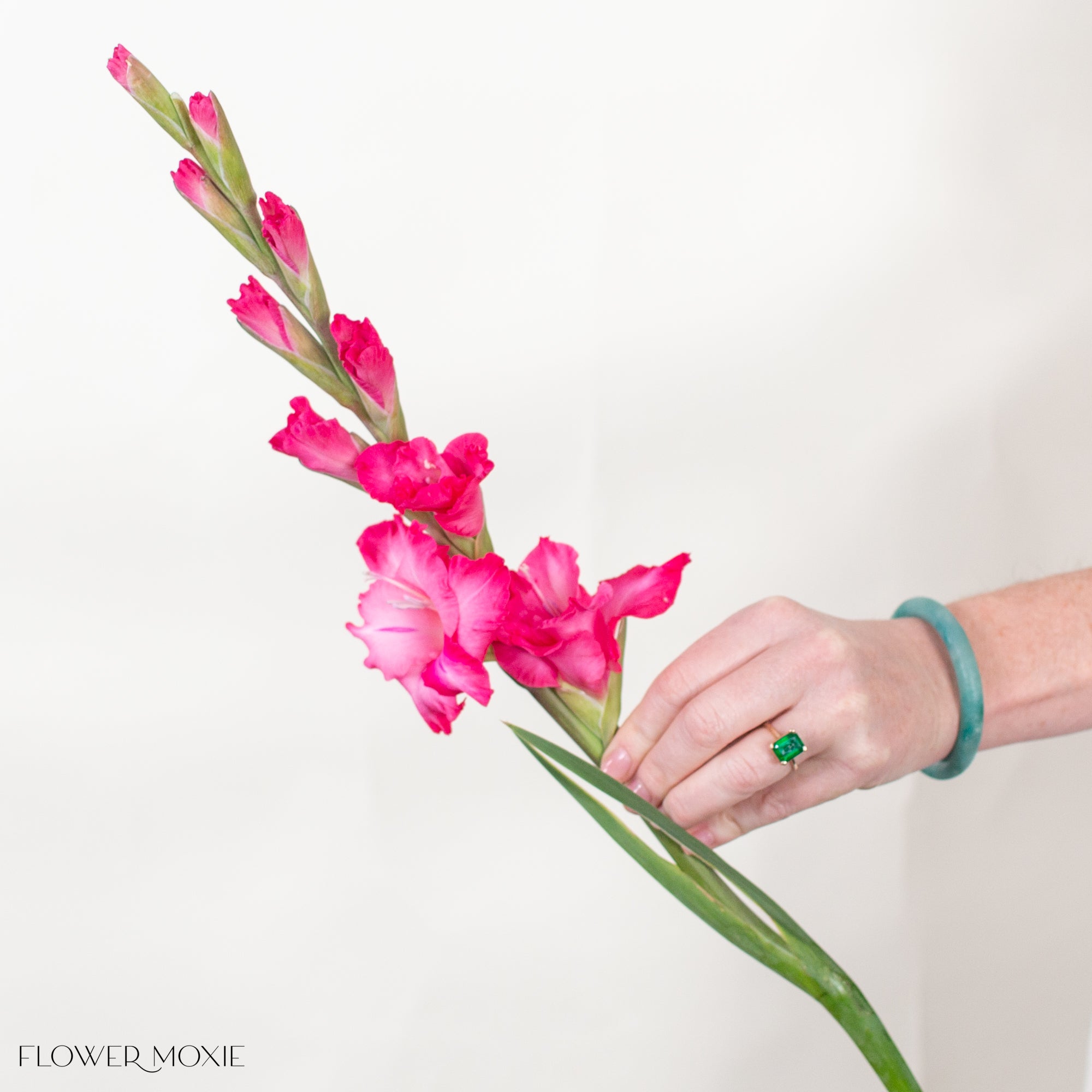 Pink Mini Gladiolus Flower