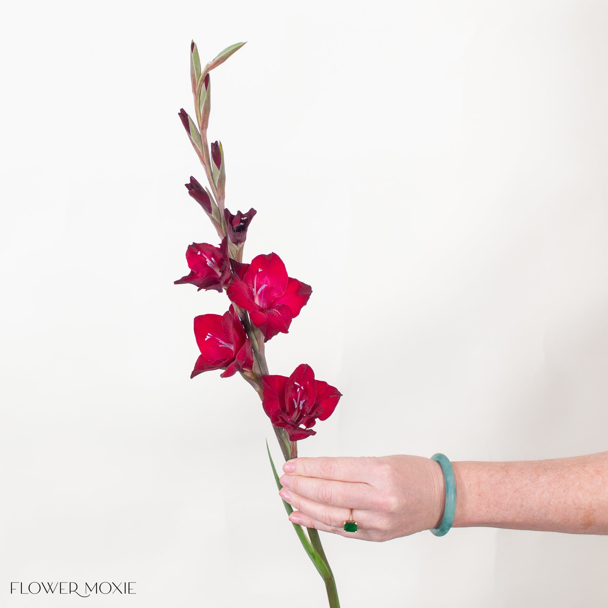 Red Mini Gladiolus Flower