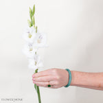 White Mini Gladiolus Flower