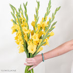 Yellow Mini Gladiolus Flower