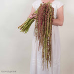 Bicolor Hanging Amaranthus Flower
