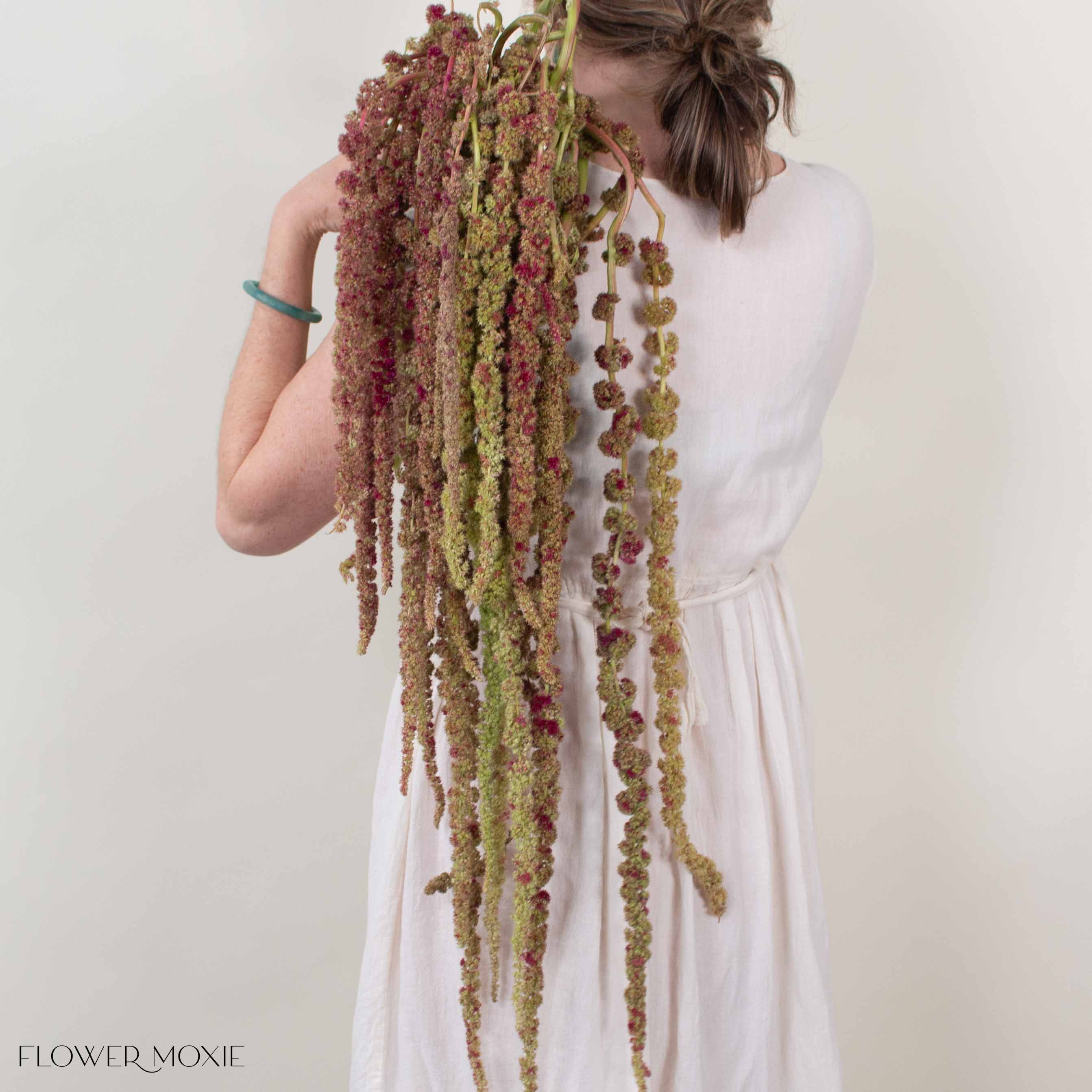 Bicolor Hanging Amaranthus Flower
