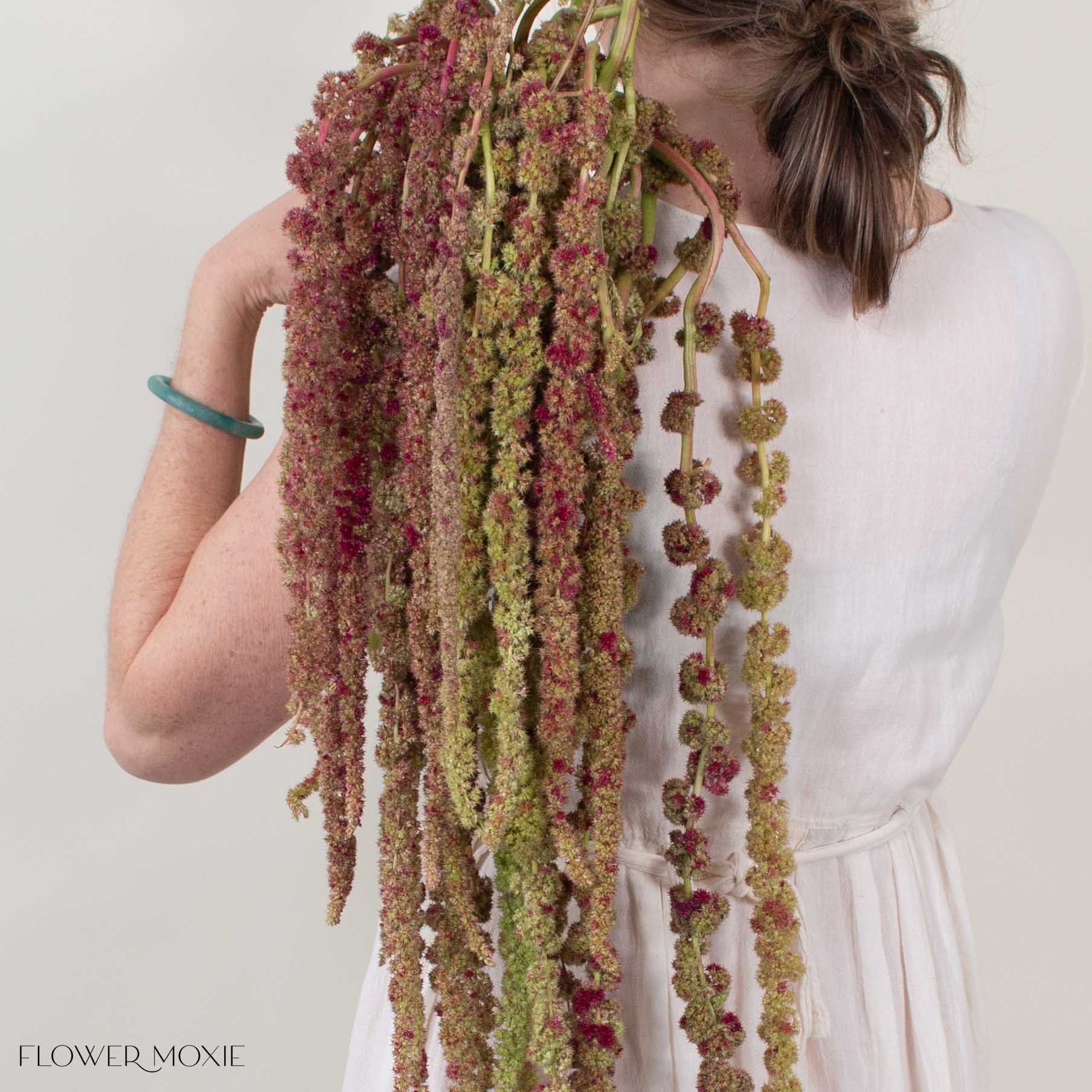 Bicolor Hanging Amaranthus Flower
