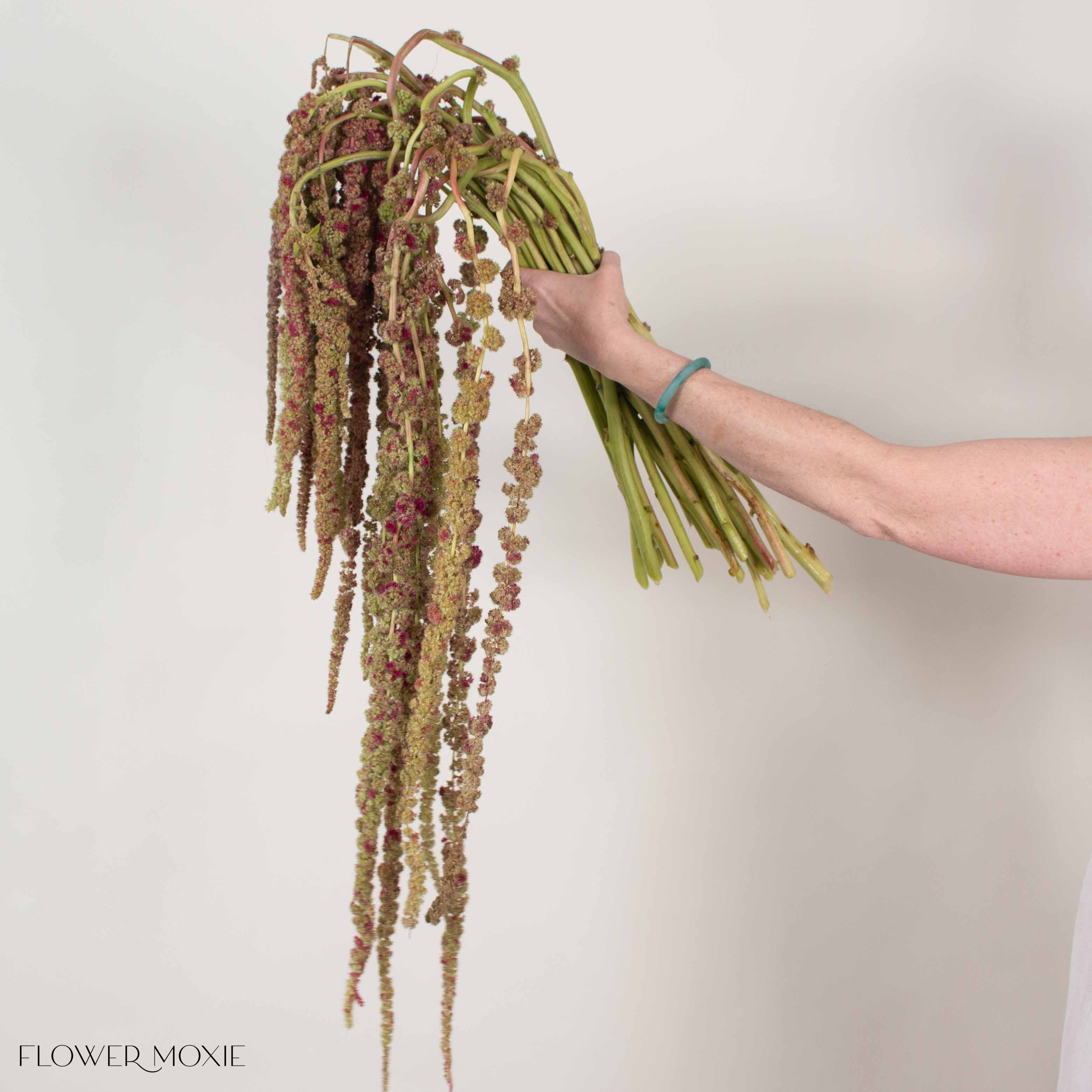 Bicolor Hanging Amaranthus Flower
