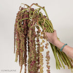 Bicolor Hanging Amaranthus Flower
