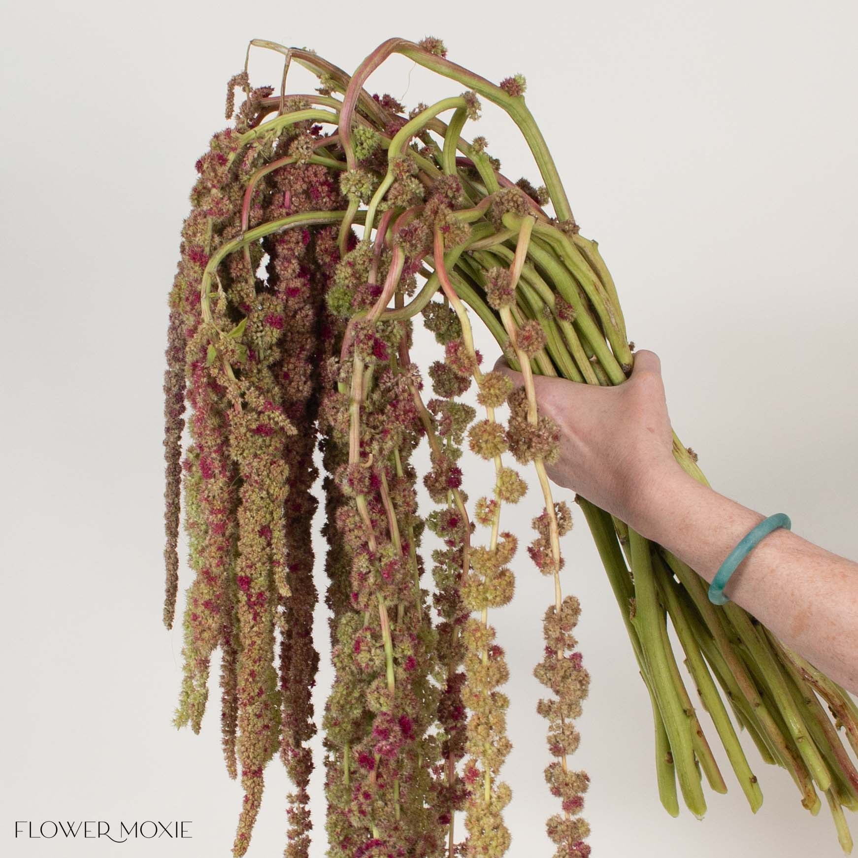 Bicolor Hanging Amaranthus Flower
