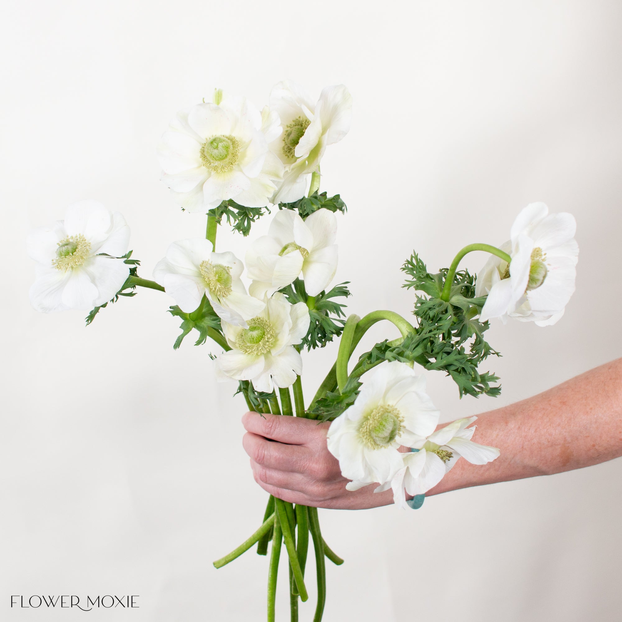White Bianco Anemone Flower | DIY Wedding Flowers – Flower Moxie