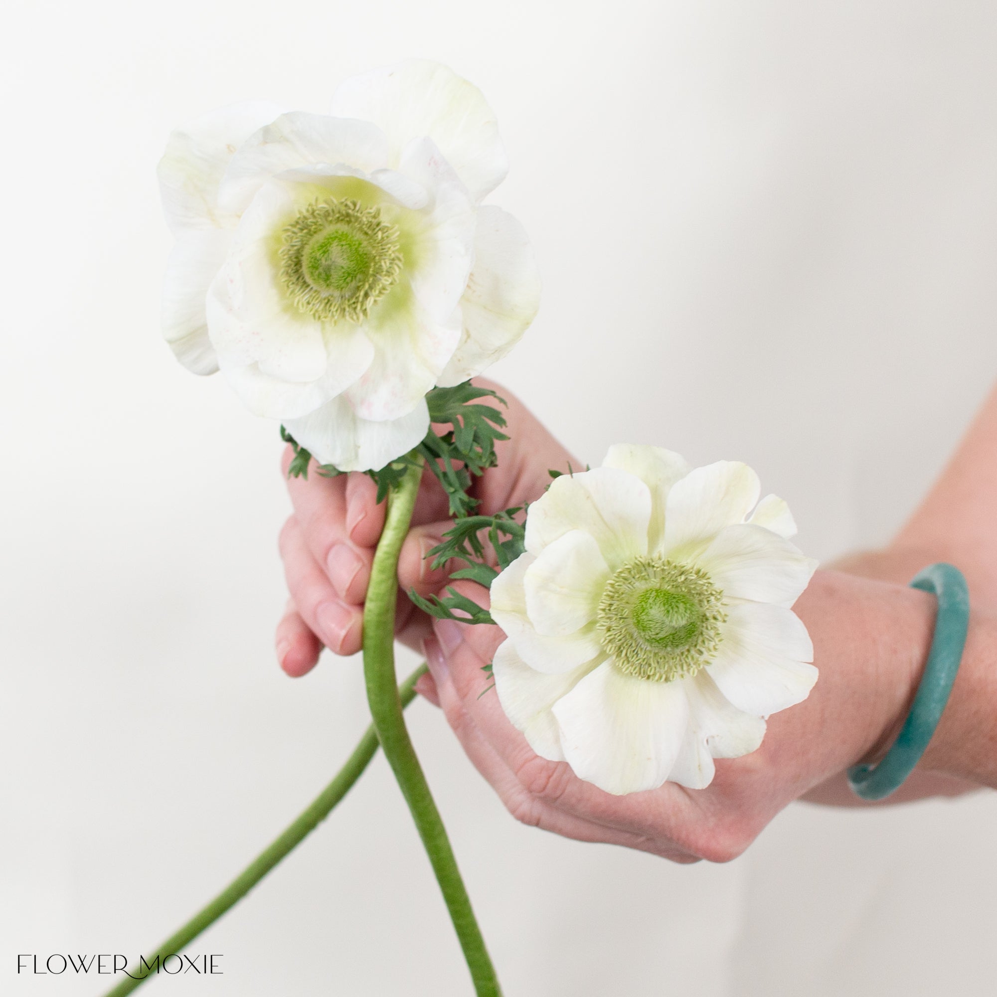 White Bianco Anemone Flower | DIY Wedding Flowers – Flower Moxie