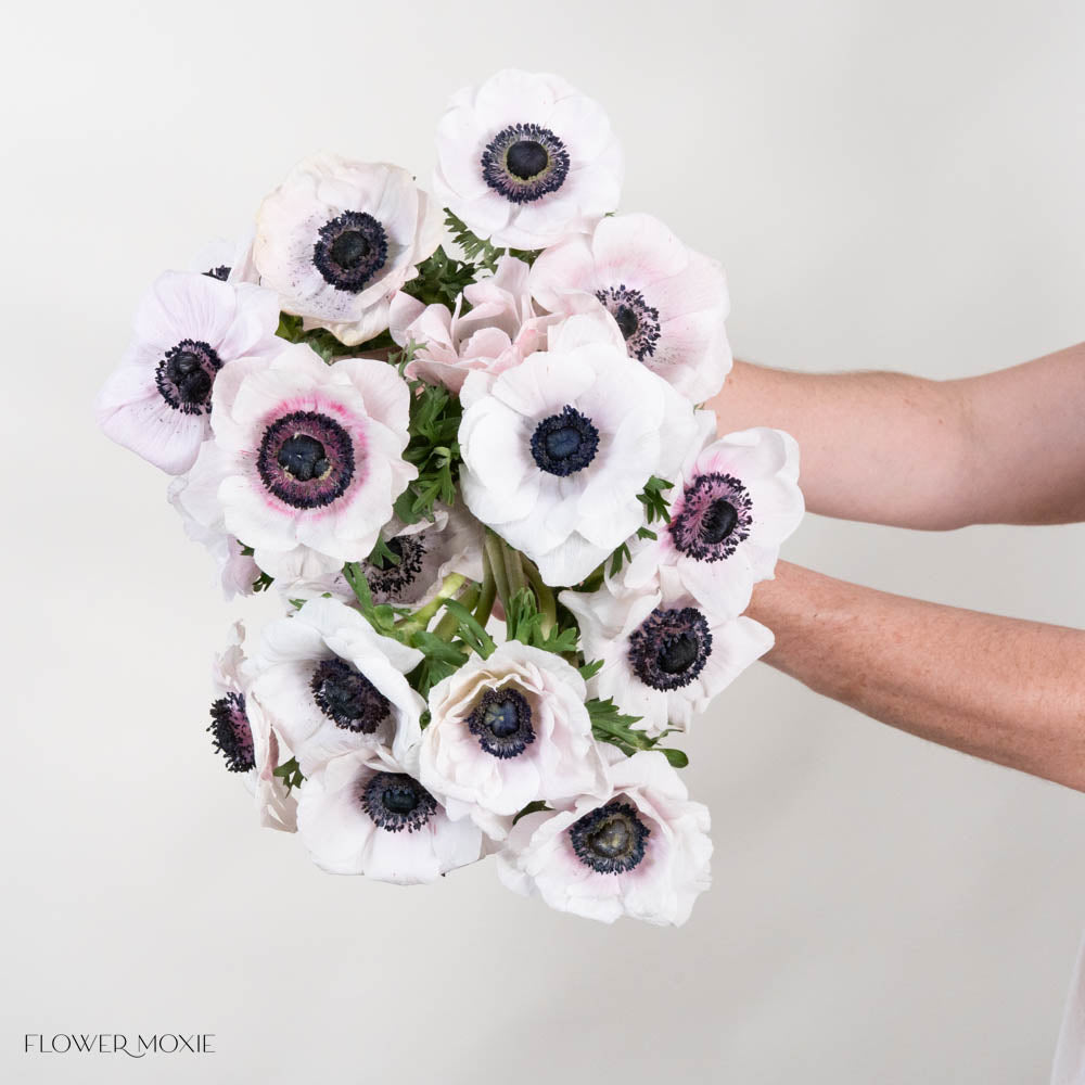 Blush Anemone Flower